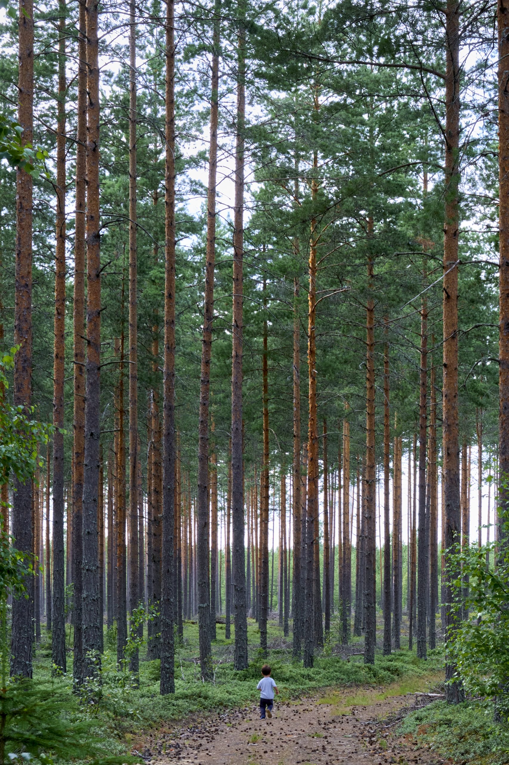 Photo showing the contrast between the tall old pine trees of the Norwegian forest and the small two year old toddler.