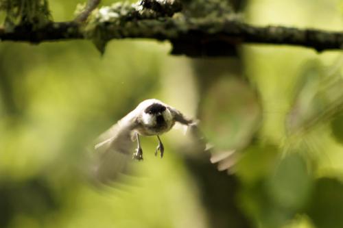 Bird in flight by Christopher Ottesen