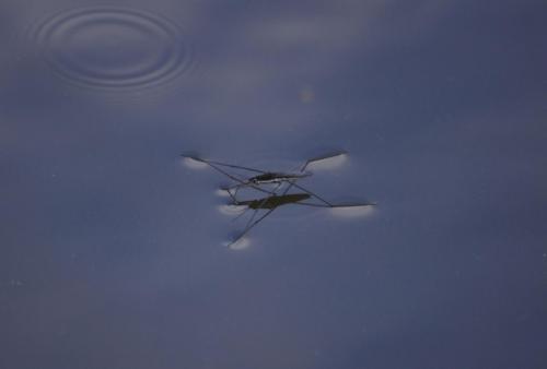 Water Runner by Christopher Ottesen