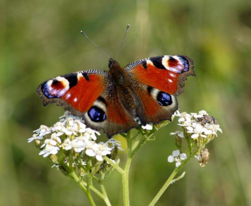 Butterfly near the riverside by Christopher Ottesen